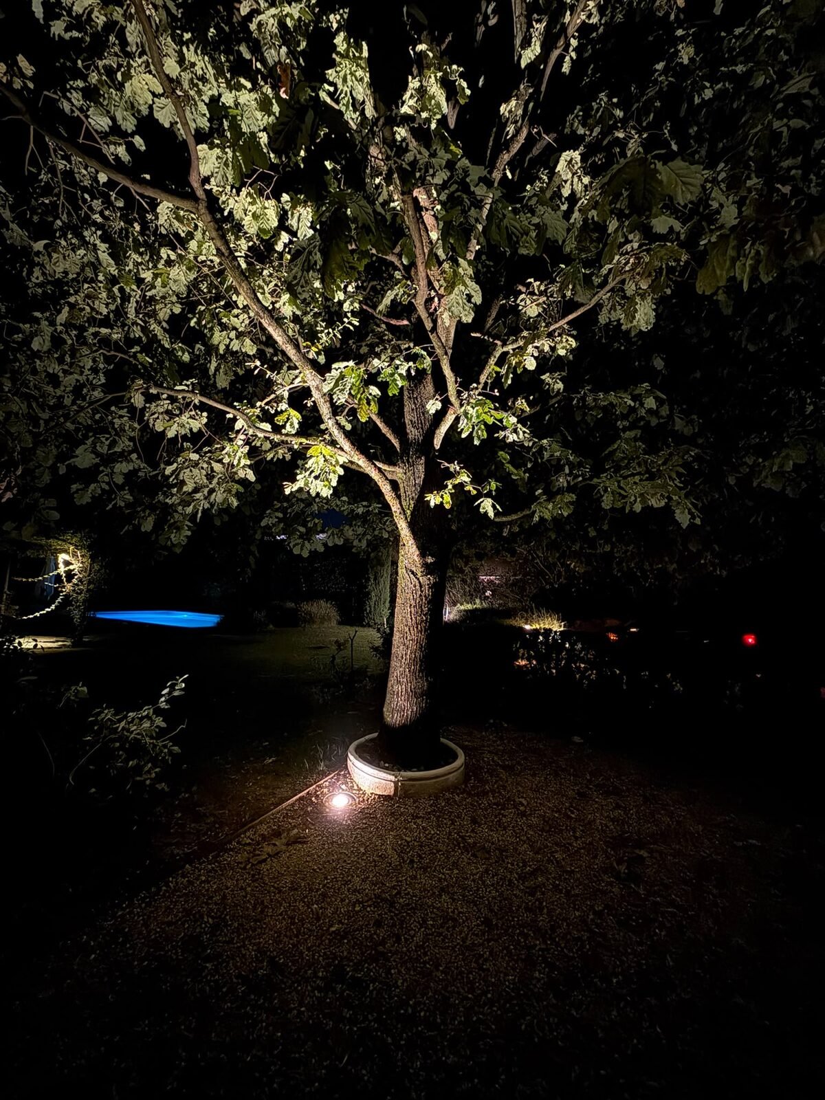 Chioma di una quercia illuminata di sera