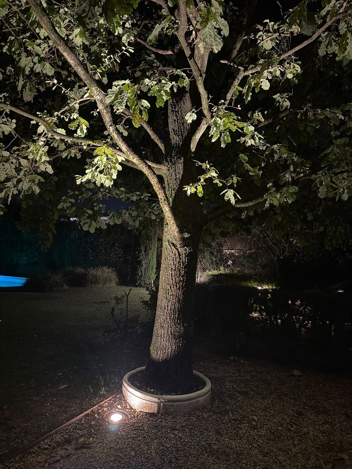 Quercia illuminata di sera con prato e aiuola